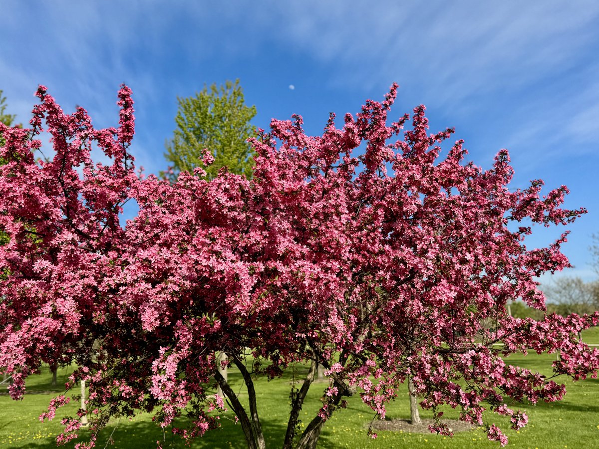 MichaelHeimlich's tweet image. Crabapple tree springtime blossoms-flowers-sunshine-blue sky-cirrus clouds Wood Oaks Park 5:40-45pm April 26 2026 Northbrook Illinois USA -Editorial Use Permission w/Credit: Michael Heimlich @MichaelHeimlich; #Crabapple #Blossoms #Sunshine #Cirrus #wx #ILwx @NWSChicago #StormHour
