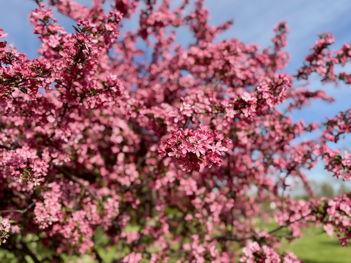 MichaelHeimlich's tweet image. Crabapple tree springtime blossoms-flowers-sunshine-blue sky-cirrus clouds Wood Oaks Park 5:40-45pm April 26 2026 Northbrook Illinois USA -Editorial Use Permission w/Credit: Michael Heimlich @MichaelHeimlich; #Crabapple #Blossoms #Sunshine #Cirrus #wx #ILwx @NWSChicago #StormHour