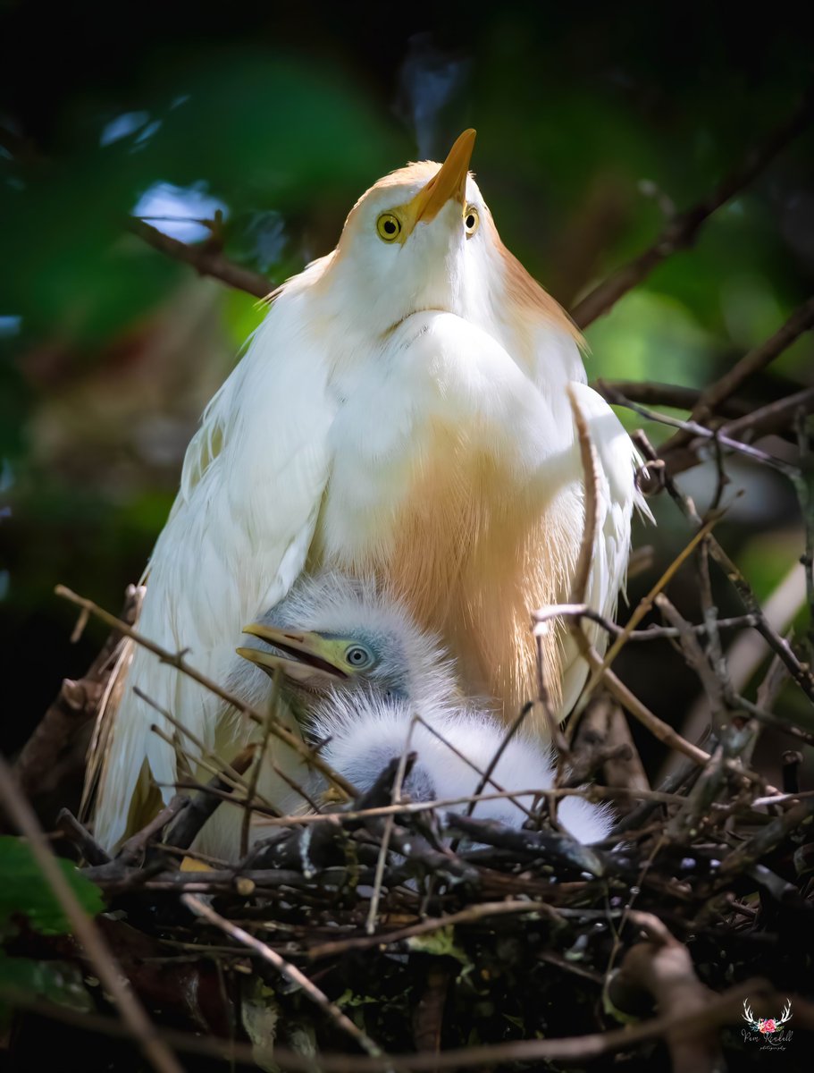 WeAreNatur3's tweet image. Cattle egret and chick in the nest. (Texas, USA)
Photo by Pam Rendall-Bass.
#nature #bird #birds #birdwatching #birdphotography #photo #photography #photographers #WeAreNature