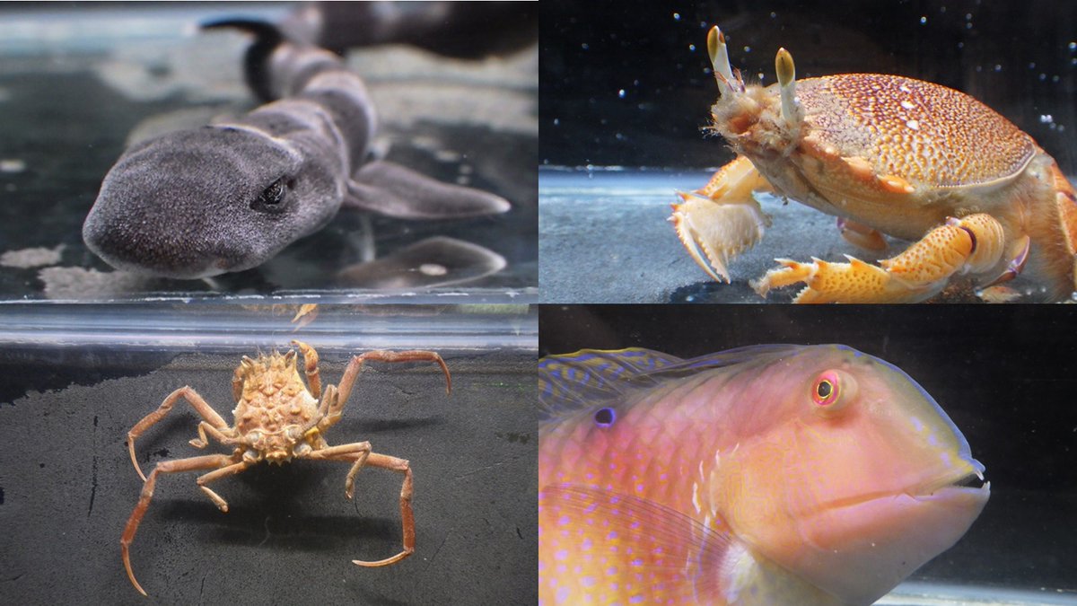 Elasmobranch_JP's tweet photo. 入荷情報

サンゴトラザメ　約15cm　輸入
アサヒガニ　甲長約10cm
キメンガニ　甲幅約4cm
テンス♂♀　約20～22cm

独特な特徴を持つ生体たちが来ました！
地味に派手な？コブヨコバサミの他、
ウツボ(S～Mサイズ)も入荷中です！

#海水魚 #海の生き物 #甲殻類
#カニ #ヤドカリ #サメ #ベラ 
#魚の道 https://t.co/s2WUbbbafK