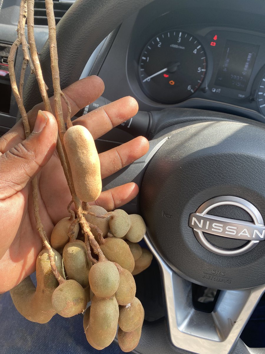 IsackIlamlila's tweet photo. Hivi ushajiuliza, Kwanini Kinyesi Cha Tembo wanasema ni Dawa ya Magonjwa Mengi Sana. 

Jibu ni kwamba yule mnyama anakula asilimia 90 ya miti unaijua wewe pamoja ma matunda yake. 

Ikawe Asubuhi Njema kwako, kula Matunda ya Asili Sana. https://t.co/B3zQ2rDhMU