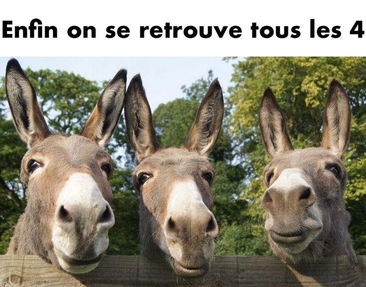 Laurent tweet media