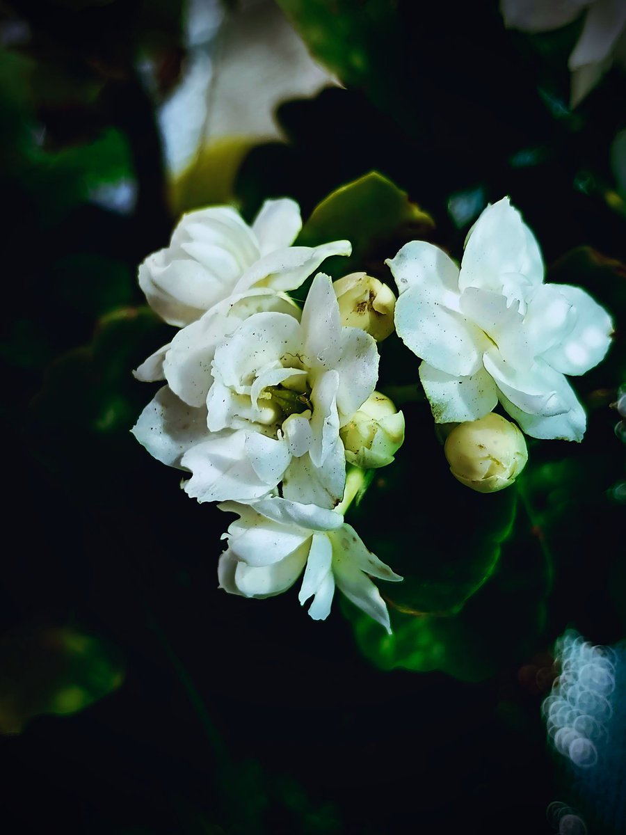 Simon_SS1993's tweet photo. Kalanchoe blossfeldiana

#flowers #plants #green #blossom https://t.co/ayoBnGR0CJ