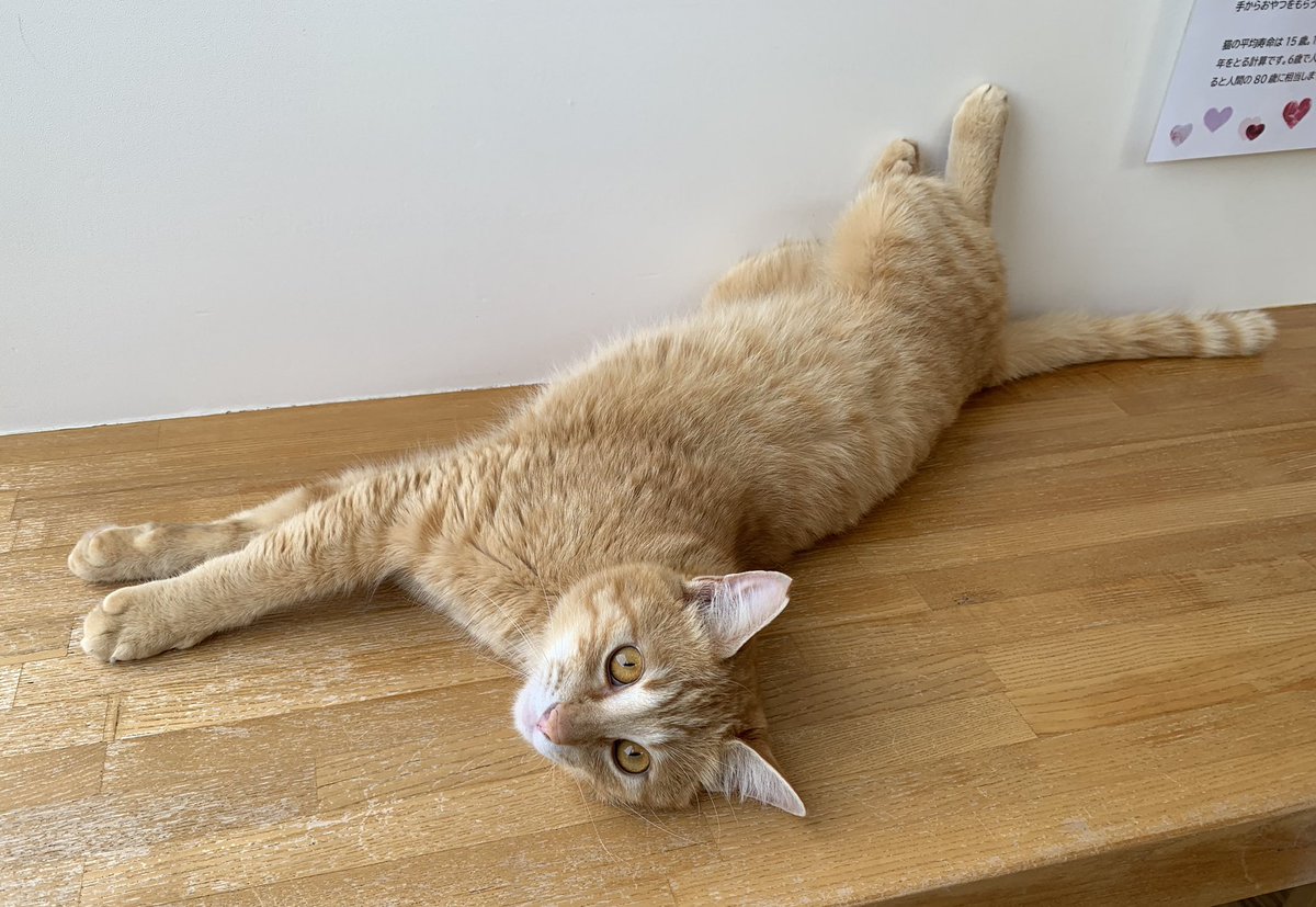 保護猫カフェうたたね tweet media