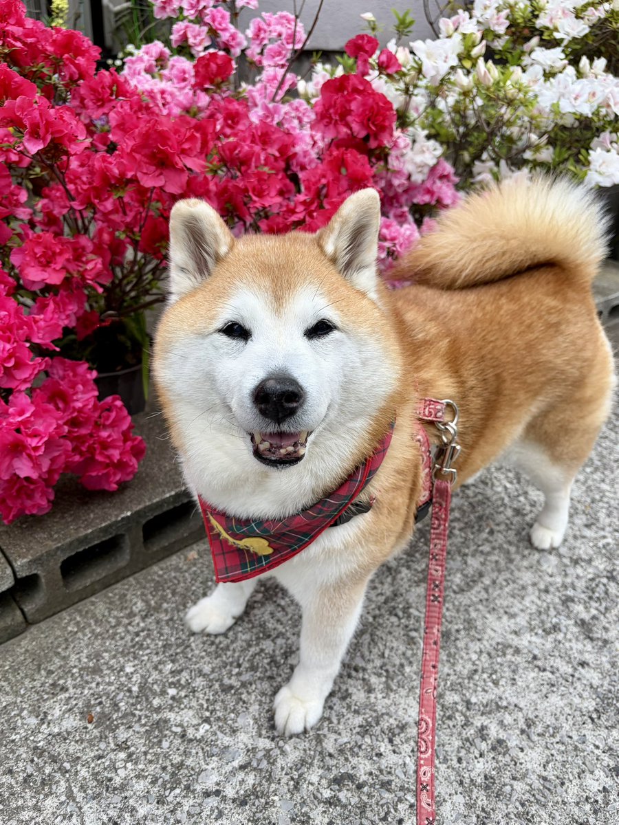 祥&柴犬のまるちゃん tweet media