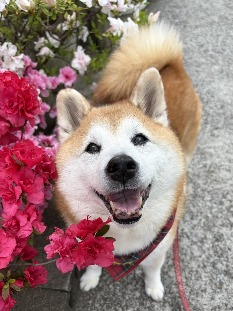 祥&柴犬のまるちゃん tweet media