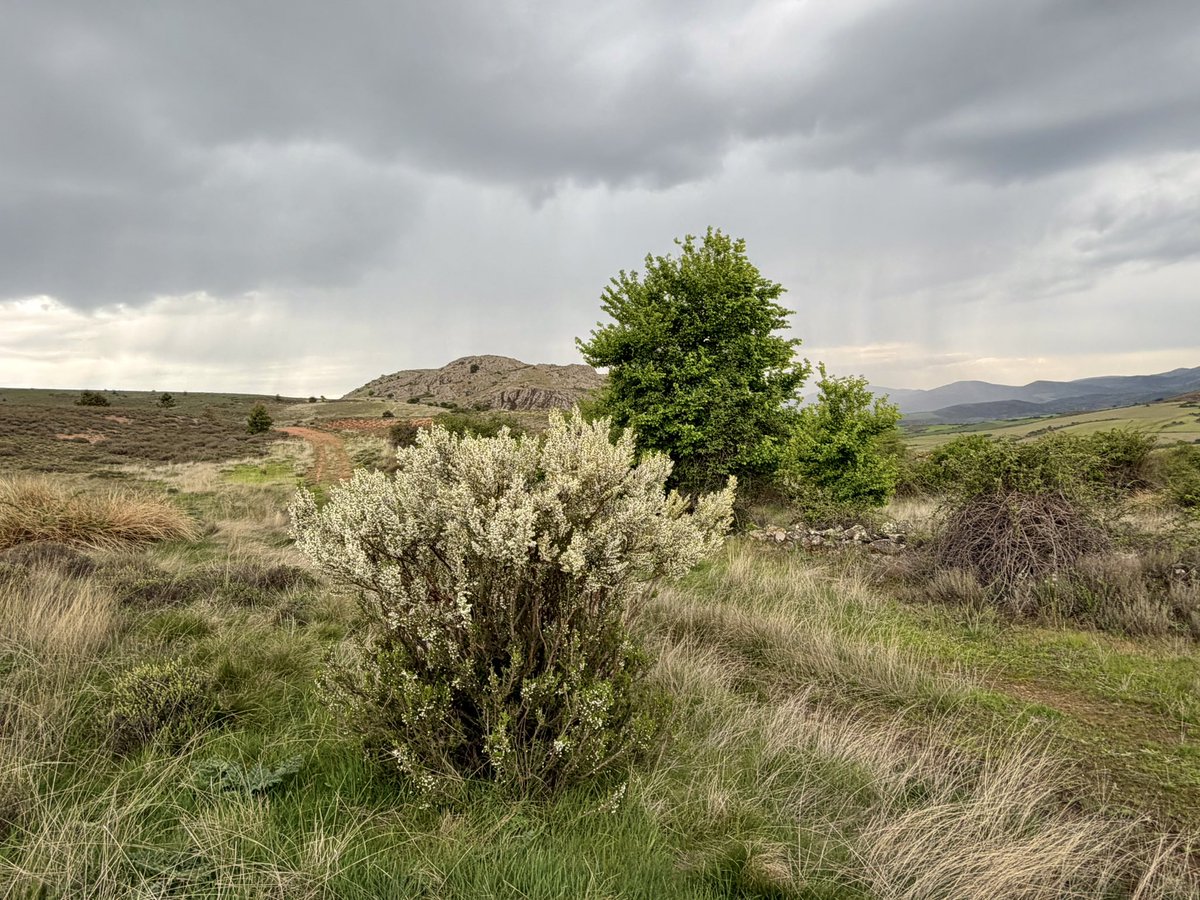 nachoramosc's tweet image. Algunas de las flores que encontré en mi paseo por los montes del norte de Guadalajara. #Castilla #Guadalajara