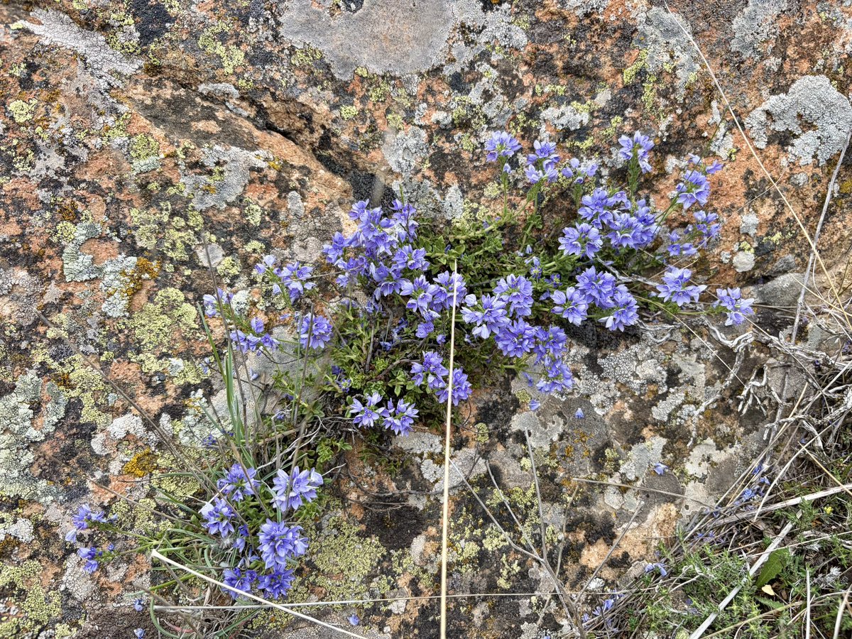 nachoramosc's tweet image. Algunas de las flores que encontré en mi paseo por los montes del norte de Guadalajara. #Castilla #Guadalajara