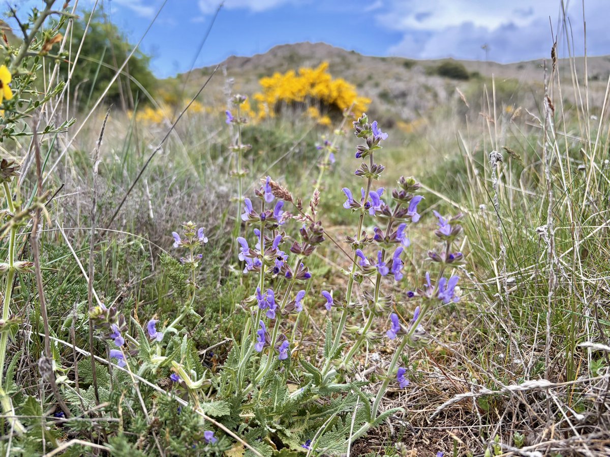 nachoramosc's tweet image. Algunas de las flores que encontré en mi paseo por los montes del norte de Guadalajara. #Castilla #Guadalajara