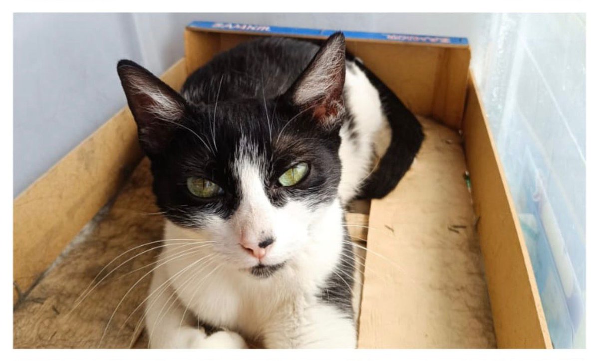 Felinos lo Morant tweet media