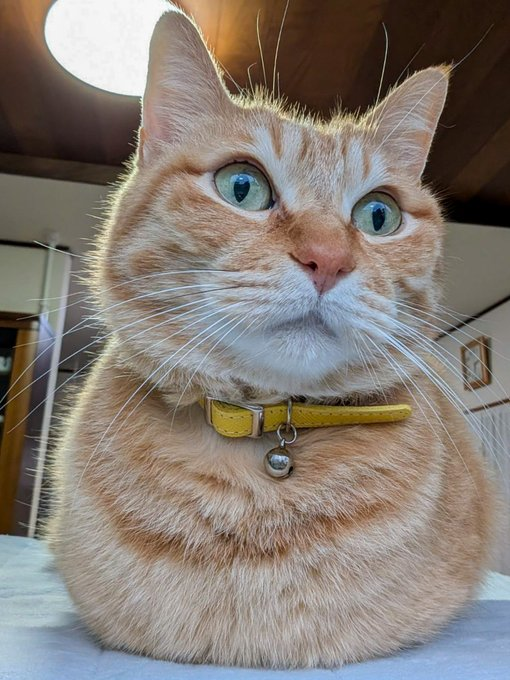 miriko0708's tweet photo. 黄色い首輪をした茶トラ猫が、大きな目でこちらをじっと見つめている。 https://t.co/veUYw3skfQ