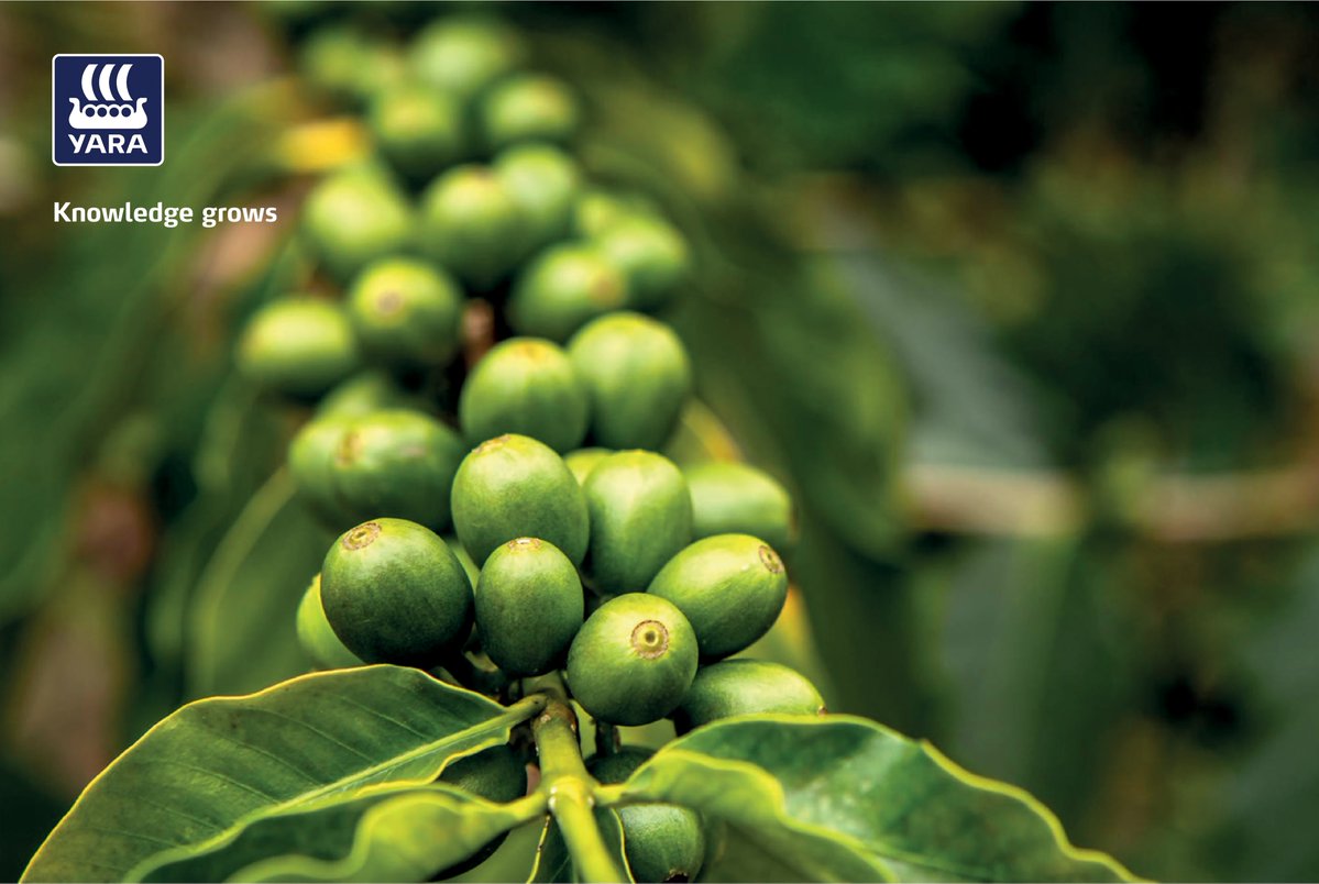 YaraUganda's tweet image. Did you know that balanced nutrition enhances flowering, pollination, and flower retention? This leads to improved berry set and retention, resulting in higher yields and healthier, more productive trees over time.
Speak to our agronomist 0n +256 702484654.
#fertilizer #coffee