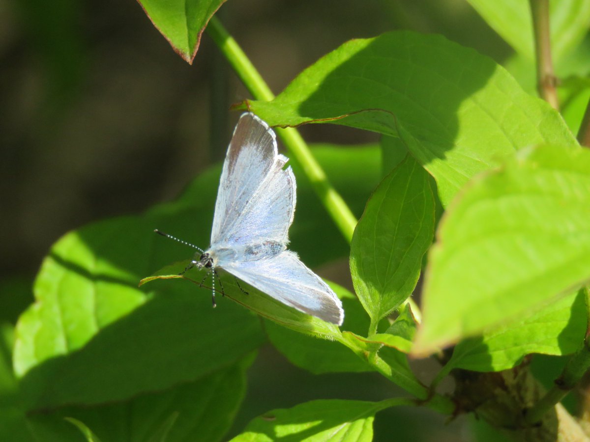 Steveredwolf's tweet image. Tiny #Hollyblue butterfly at Fairburn # 
#butterflies