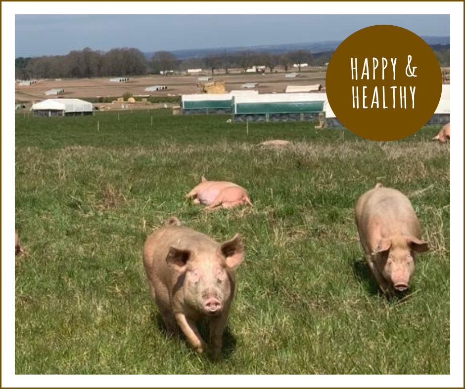 PackingtonFreeRange tweet media