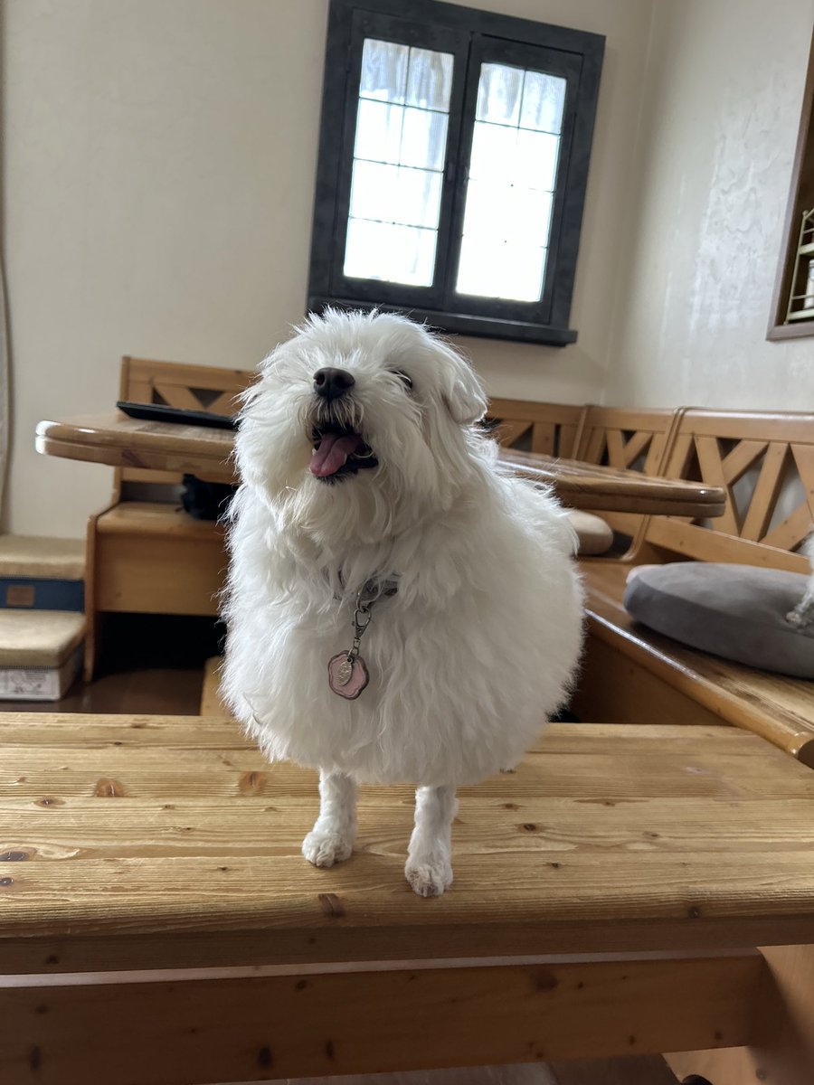 ハルくん tweet media