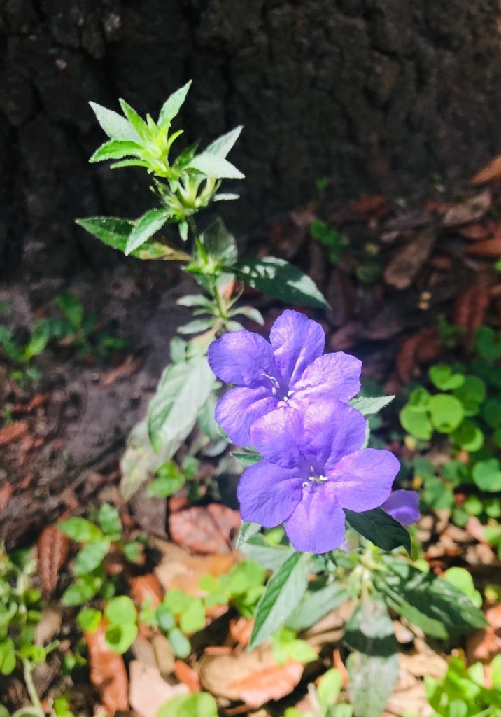 EileenPCarry's tweet image. #WildflowerHour 

If you want to find paradise, follow the #flowers. And if you can’t find them, grow them yourself—it’s the best way to get your chi and vitamin D. 

#FL 💛*.