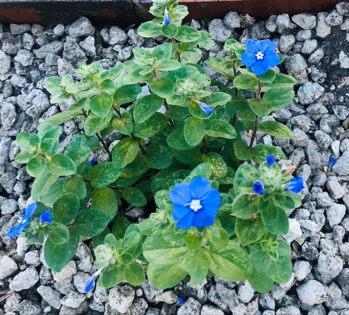 EileenPCarry's tweet image. #WildflowerHour 

If you want to find paradise, follow the #flowers. And if you can’t find them, grow them yourself—it’s the best way to get your chi and vitamin D. 

#FL 💛*.