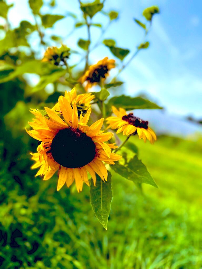 EileenPCarry's tweet image. #WildflowerHour 

If you want to find paradise, follow the #flowers. And if you can’t find them, grow them yourself—it’s the best way to get your chi and vitamin D. 

#FL 💛*.