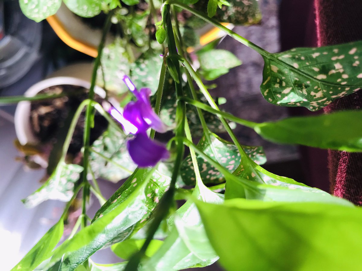 EileenPCarry's tweet image. #WildflowerHour 

If you want to find paradise, follow the #flowers. And if you can’t find them, grow them yourself—it’s the best way to get your chi and vitamin D. 

#FL 💛*.