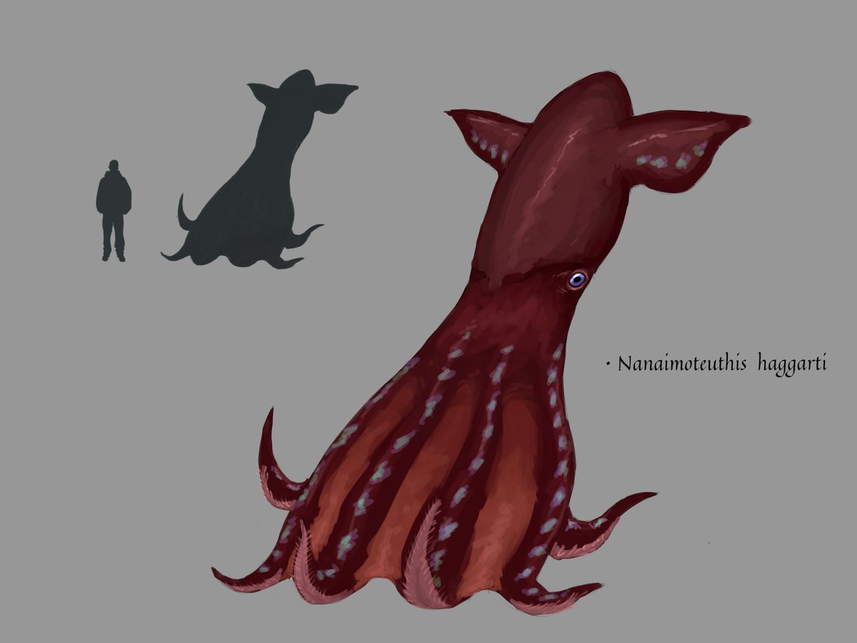 nanaimoteuthis-haggarti-a-really-big-prehistoric-takoyaki