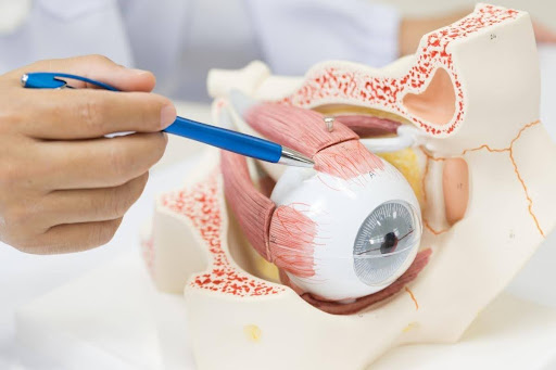 MutuaPenedes's tweet photo. Coneixes l'anatomia dels teus ulls?

L'Institut Català de la Retina @ICRcat la detalla en aquest article! ⬇️
https://t.co/FfZ5twZMTx

#CentreMèdicMútuaPenedès #CentreMèdic #oftalmologia https://t.co/xWeYxLGuS3