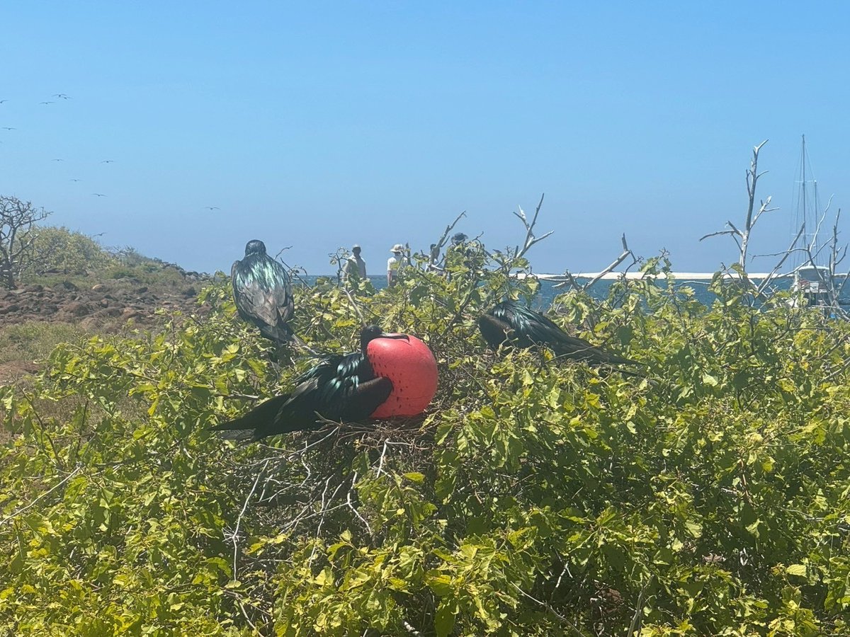 ct_sittc's tweet photo. エクアドル沖に浮かぶ #ガラパゴス諸島 🌎
イグアナ🦎やアシカ🦭、色鮮やかな鳥たち🐦など、固有種の宝庫❤️
透き通る海と自然が広がり、まるで別世界のような絶景が楽しめます🌿
#大自然 の魅力あふれるガラパゴスを体感してみませんか✨️

#CT海外 #グランデ https://t.co/984GLZ08y9