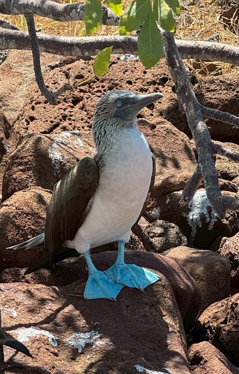 ct_sittc's tweet photo. エクアドル沖に浮かぶ #ガラパゴス諸島 🌎
イグアナ🦎やアシカ🦭、色鮮やかな鳥たち🐦など、固有種の宝庫❤️
透き通る海と自然が広がり、まるで別世界のような絶景が楽しめます🌿
#大自然 の魅力あふれるガラパゴスを体感してみませんか✨️

#CT海外 #グランデ https://t.co/984GLZ08y9
