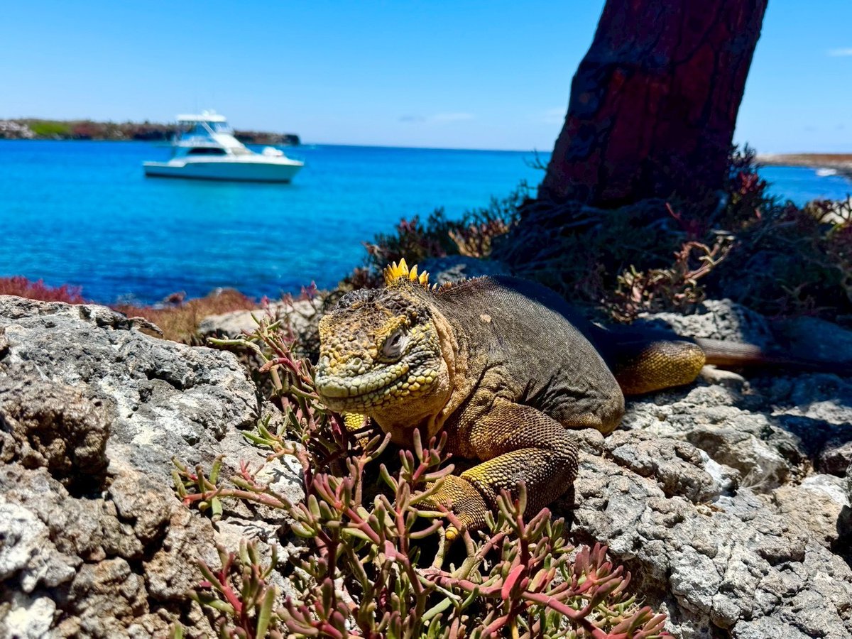 ct_sittc's tweet photo. エクアドル沖に浮かぶ #ガラパゴス諸島 🌎
イグアナ🦎やアシカ🦭、色鮮やかな鳥たち🐦など、固有種の宝庫❤️
透き通る海と自然が広がり、まるで別世界のような絶景が楽しめます🌿
#大自然 の魅力あふれるガラパゴスを体感してみませんか✨️

#CT海外 #グランデ https://t.co/984GLZ08y9