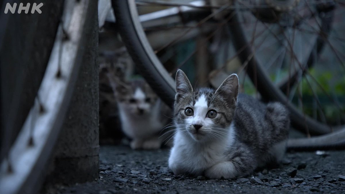 ＮＨＫ青森放送局 tweet media