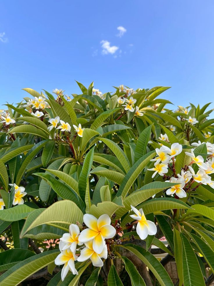 Mauritius Island tweet media