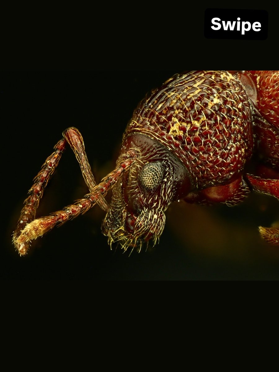 Fiery_Coal's tweet photo. I still make bug photos. Forcing these into your feed. https://t.co/i0RRpQEq8I
