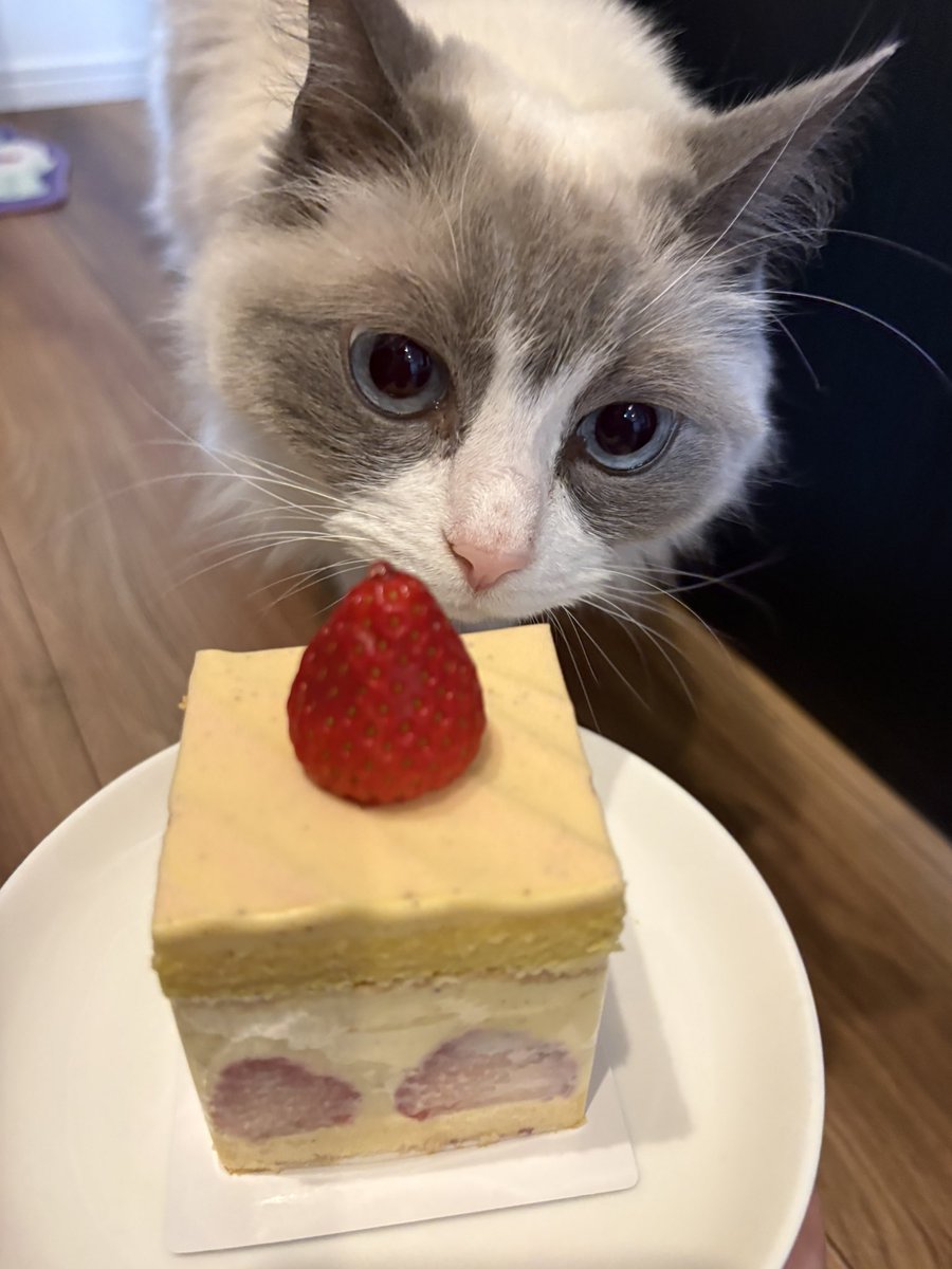 きなこ🐈ラグドール tweet media