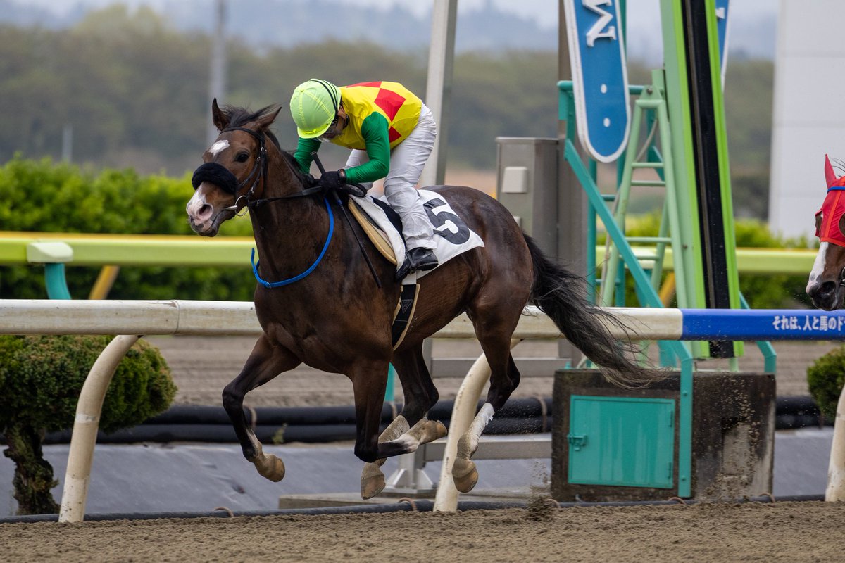 ほむん tweet media