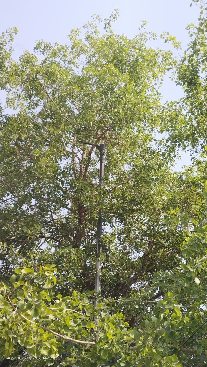 LightUpDelhi's tweet photo. पेड़ों के कारण स्ट्रीट लाइट की रोशनी नीचे नहीं जा पाती हैं, कृपया इन टहनियों को ट्रिम करें @MCD_Delhi @LtGovDelhi @gupta_rekha @CMODelhi पूरी दिल्ली में सभी ऐसे पेड़ों की छटाई होनी चाहिए। यह शिकायत जय अंबे अपार्टमेंट न्यू कोंडली की है @DelhiLightMan  @reechasingh1 @tripdev https://t.co/7pvMvaB5CO