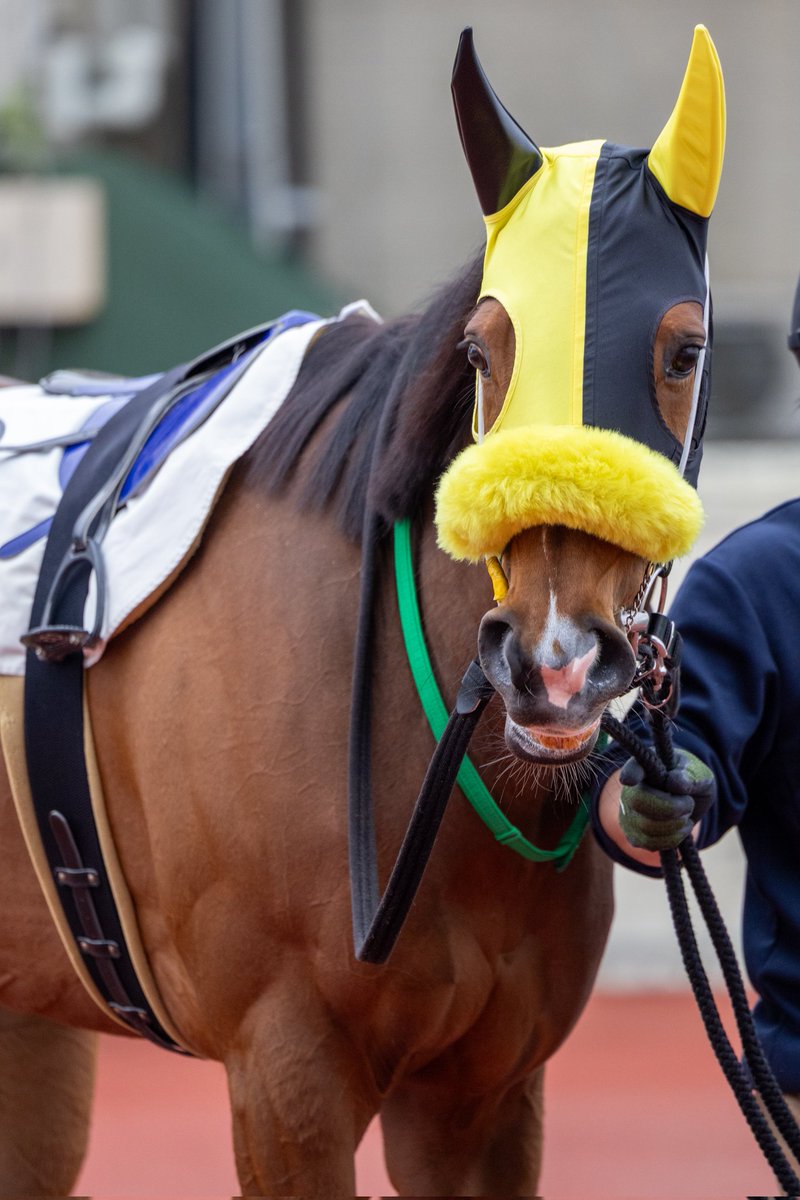 ほむん tweet media