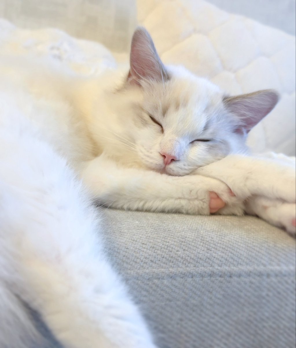 も🐱🐱 tweet media