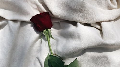 dazzlingsuns tweet media