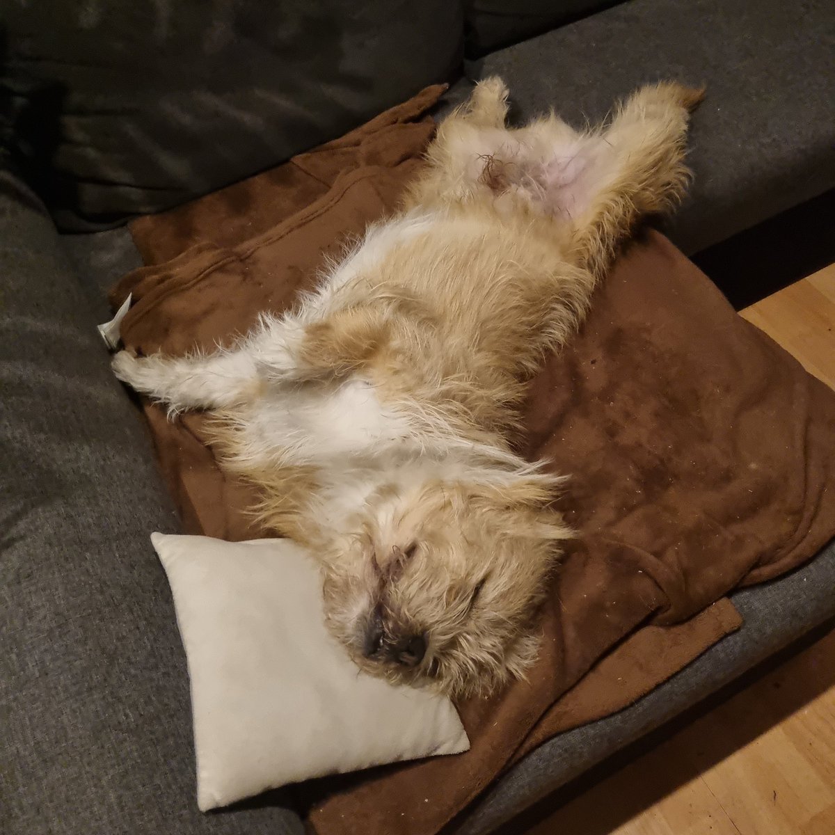 Uli und Lucky 4.6 67 tweet media