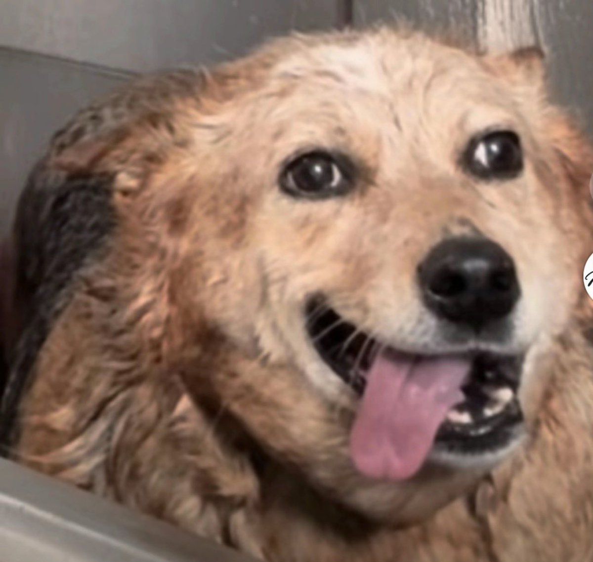 lil sub pup tweet media