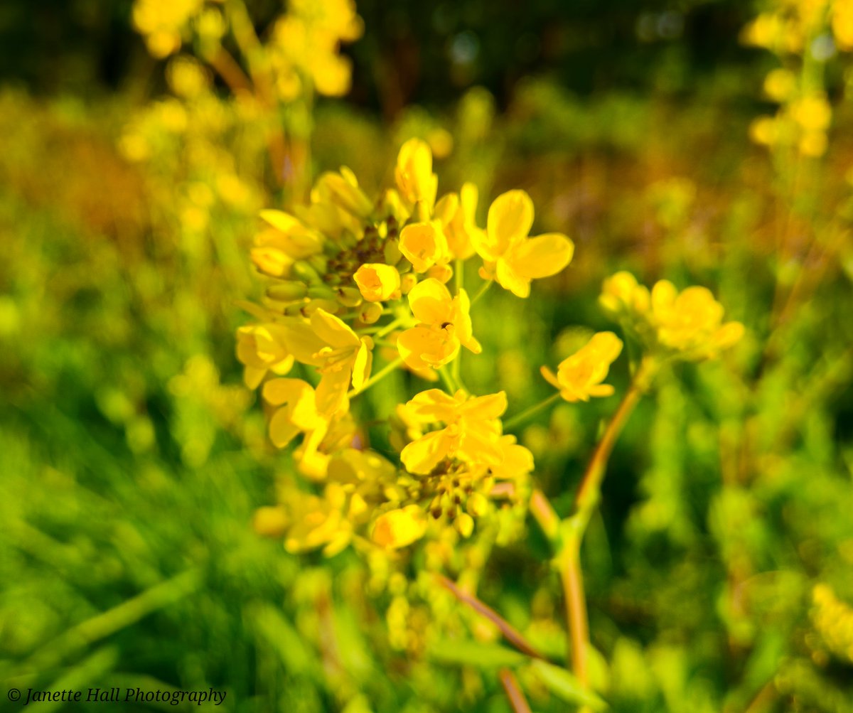 JanetteHall's tweet image. Flowers and a tiny caterpillar 
Brockholes Nature Reserve, Preston 
#flowers #yellow #caterpillar #green #blossom #leaves #spring #white #flowers #nature #NatureBeauty #preston #lancashire #morning #landscape #landscapephotography #loveukweather @blogpreston