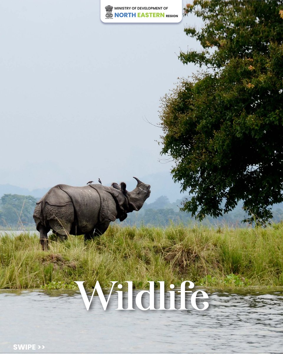 MDoNER_India's tweet image. Discover the timeless charm of Assam—where flourishing tea gardens, the mighty Brahmaputra River, and vibrant culture come together to create unforgettable experiences.
#MDoNERIndia #Assam #ExploreNER