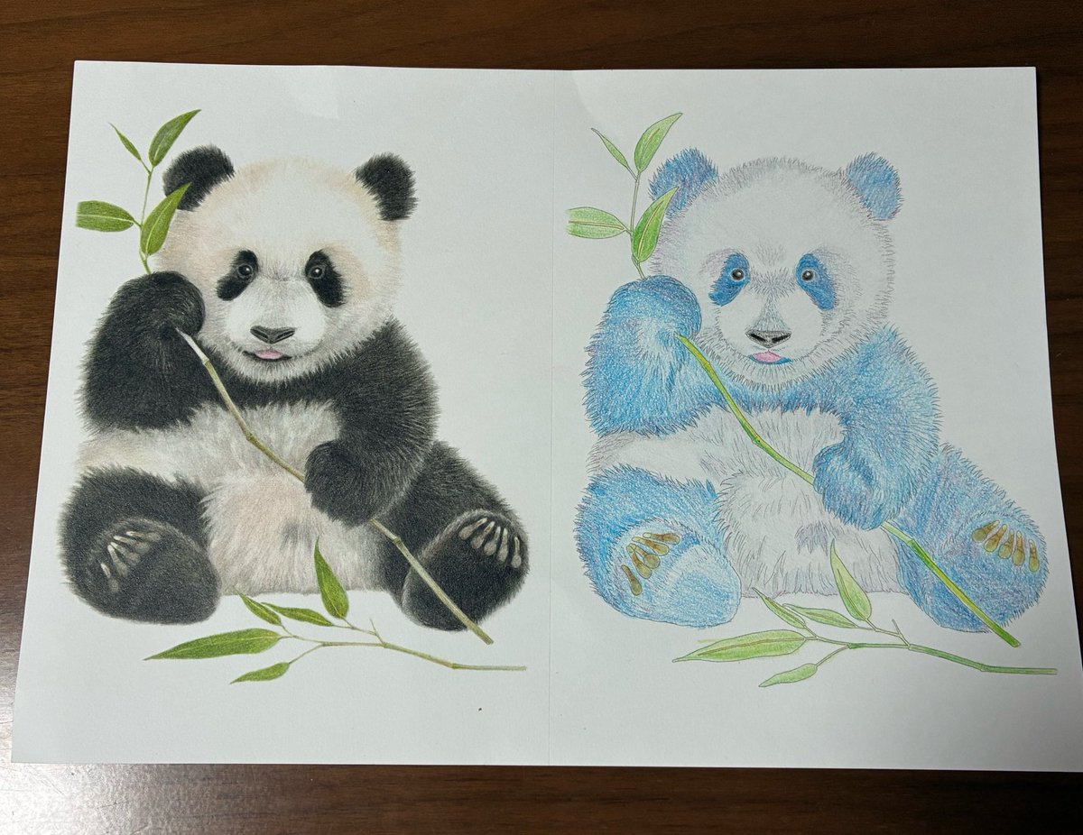 息子が楽しそうに塗ってるから私も塗り絵した！ 🐼パンダの色違いにし