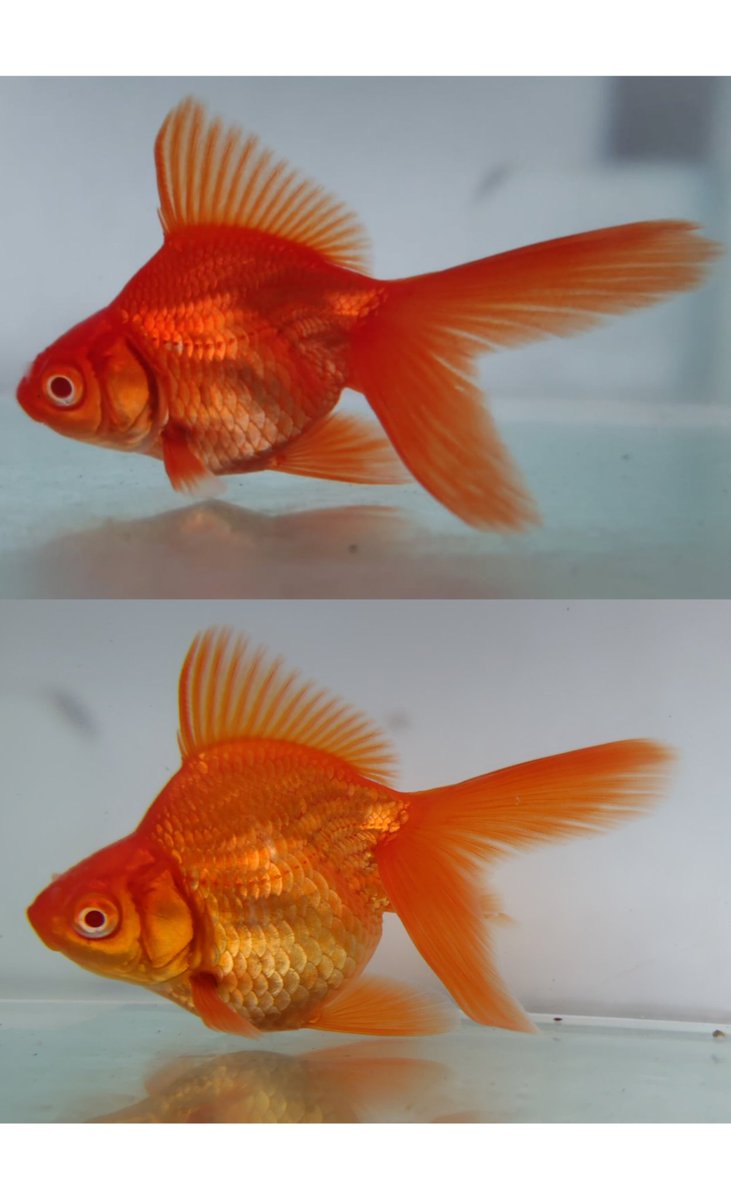 yTJzhDqiCa21699's tweet image. #goldfish #金魚のいる暮らし #金魚 #aquarium 
およそ50日の成長