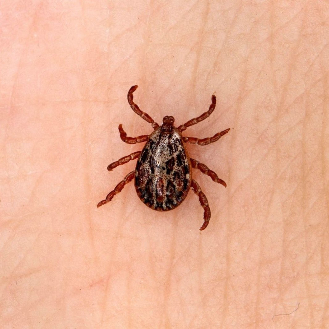 AdanaDakika's tweet image. DİKKAT KENELER UYANDI ⚠️ KÜÇÜK BİR ISIRIK, BÜYÜK BİR RİSK!
Doğa yürüyüşü veya piknik sonrası vücudunuzu mutlaka kontrol edin. Kene sandığınızdan daha yakın olabilir. Erken fark etmek hayat kurtarır!
#Kene #Sağlık #Dikkat #Önlem