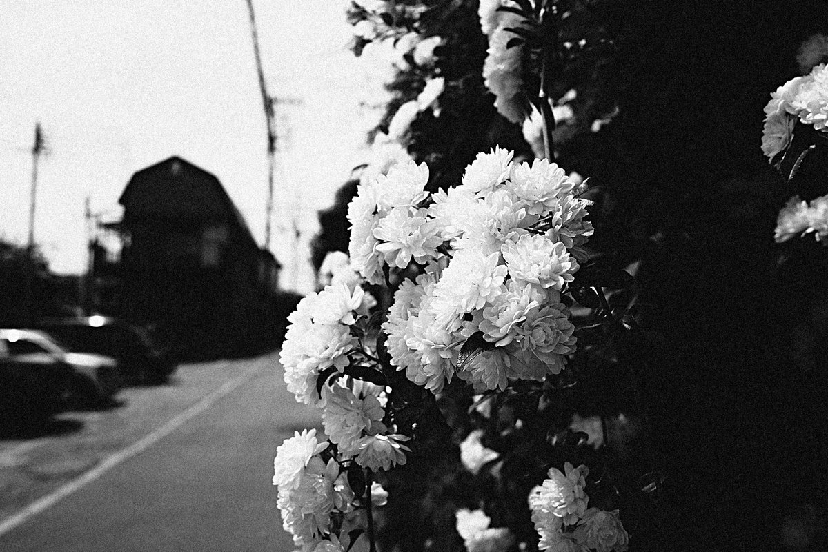 wao_camera's tweet image. GRⅣ monochrome
#GR4monochrome #SnapShot 
#monochrome 
#streetsnap