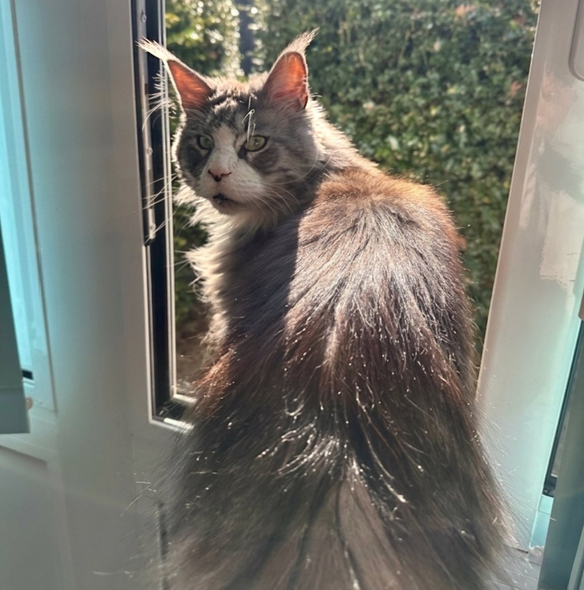 OutwoodsCat's tweet image. Are you looking at my ear tufts? 
Another one for my port folio of facial expressions. 
The sultry over-the-shoulder-smoulder. 
Pure drama as I make my exit through the window. 
(Yes, too much floof for the cat flap).
#cats #CatsOfTwitter #Hedgewatch
