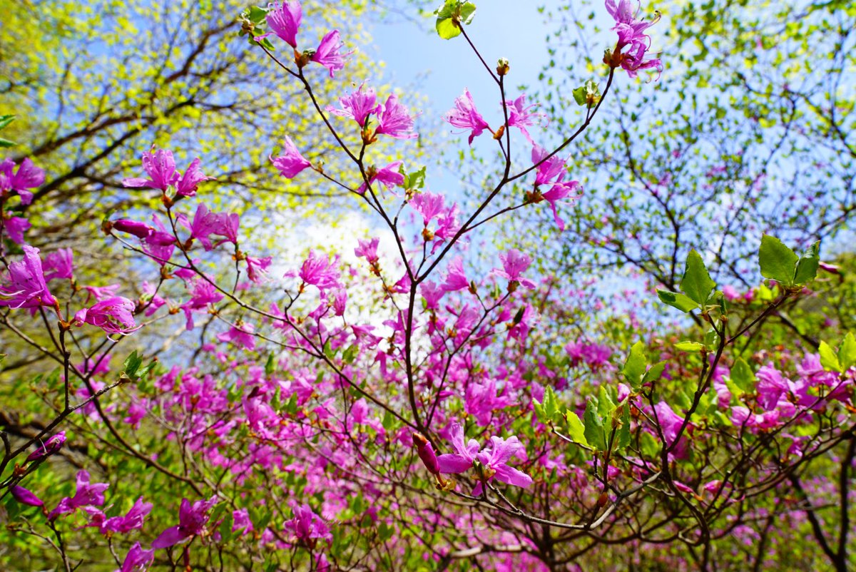 ルリ玉アザミ tweet media