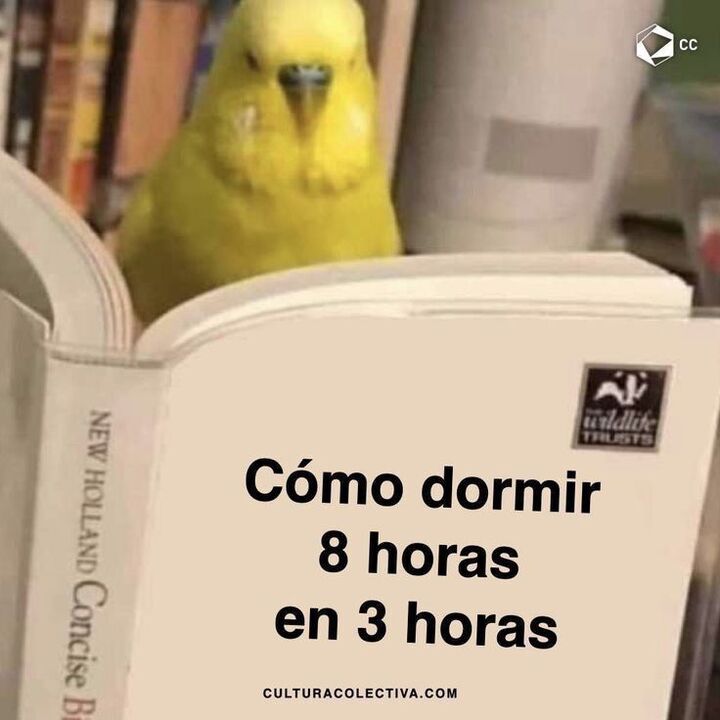 Buscounchollo.com tweet media