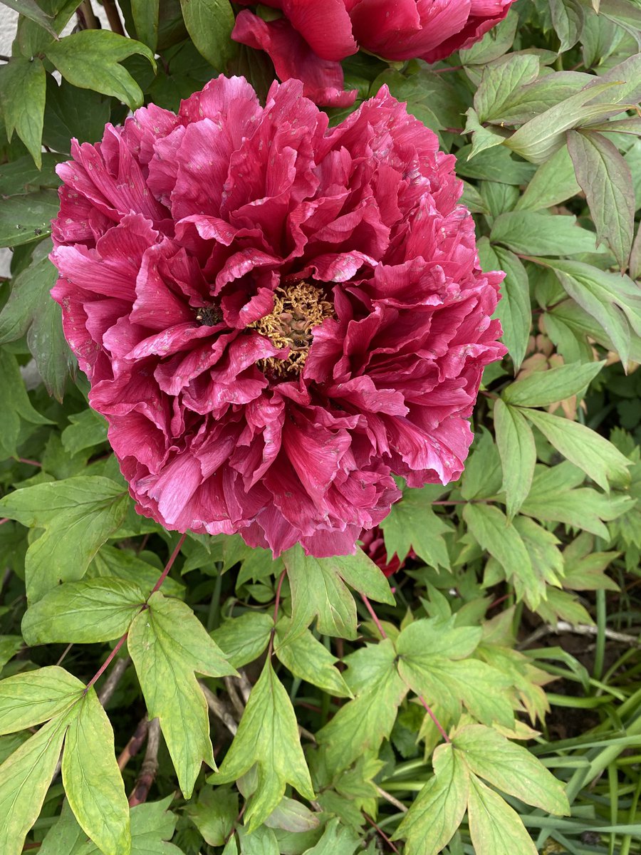 fredhindi's tweet photo. @MargauxMoon Bonjour, tres belle 🌹 
Une pivoine pour vous , belle journee ! https://t.co/qm2BnieX08