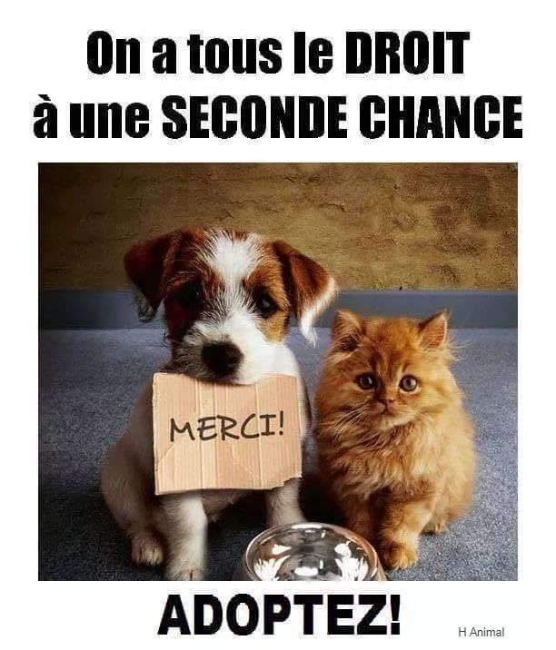 💙🤍❤️Choupie 😸 tweet media